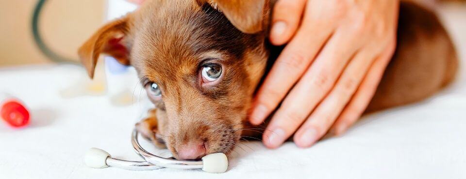 Brown puppy lying down with a medical device nearby, gently touched by a hand on a white surface.