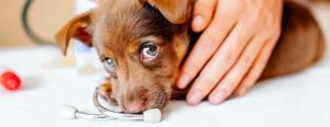 Brown puppy lying down with a medical device nearby, gently touched by a hand on a white surface.