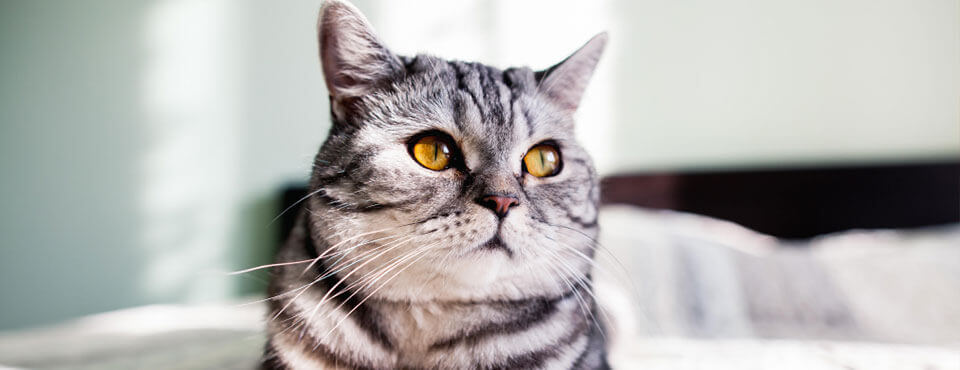 Gray tabby cat with orange eyes lying on a bed, soft sunlight illuminating its fur against a blurred background.