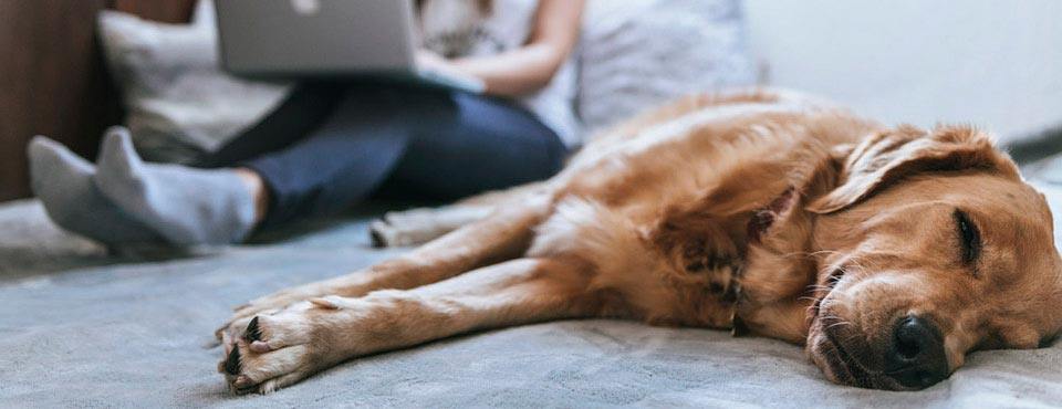 Golden retriever sleeping on a bed, relaxed, while person in background uses a laptop, sitting cross-legged.