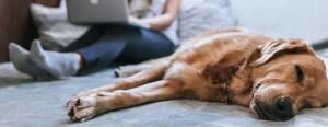 Golden retriever sleeping on a bed, relaxed, while person in background uses a laptop, sitting cross-legged.