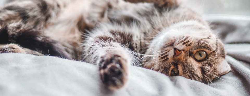 A striped cat with amber eyes lies on its back on a soft gray blanket, looking directly at the camera.