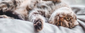 A striped cat with amber eyes lies on its back on a soft gray blanket, looking directly at the camera.