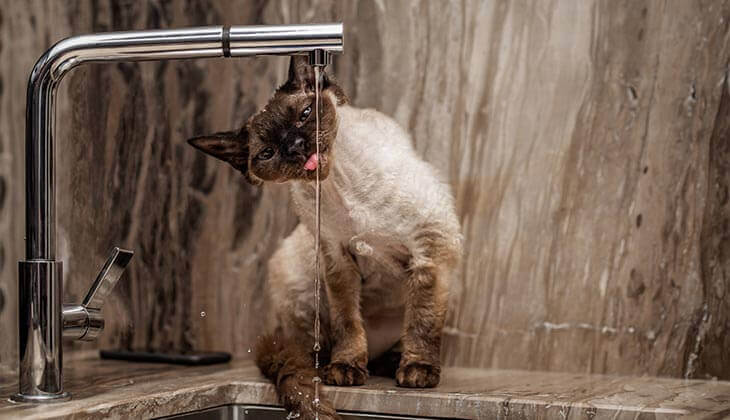 Cat drinking water from a faucet in a marble kitchen setting.