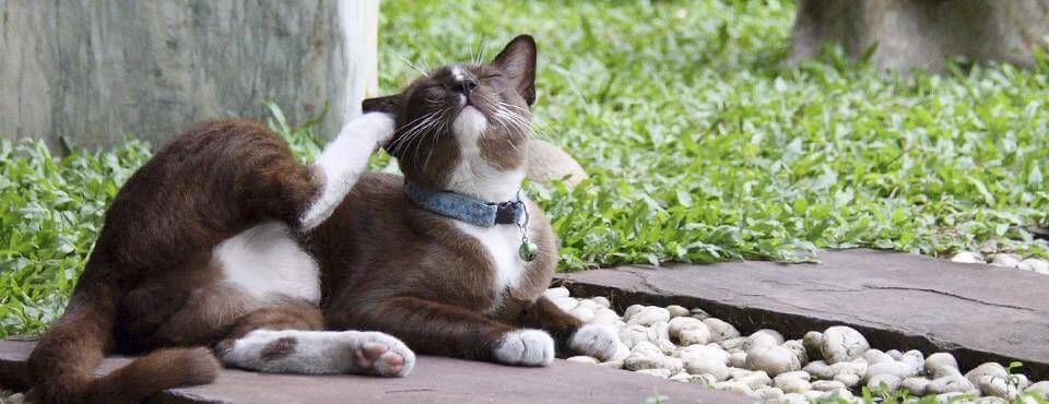 A brown and white cat wearing a collar scratches its ear with its hind leg while lying on stone tiles in a grassy area.