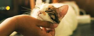 Cat enjoying a chin scratch from a person's hand, eyes closed, relaxed expression.