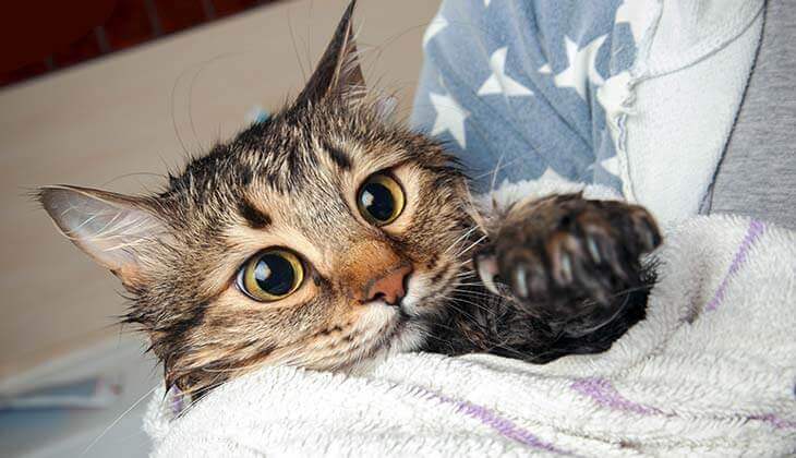 A wide-eyed cat wrapped in a towel, looking up with wet fur, held in a person's arms wearing a star-patterned garment.