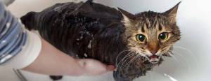 Wet cat in a bathtub, looking surprised. A person's hand holds the cat steady under running water.