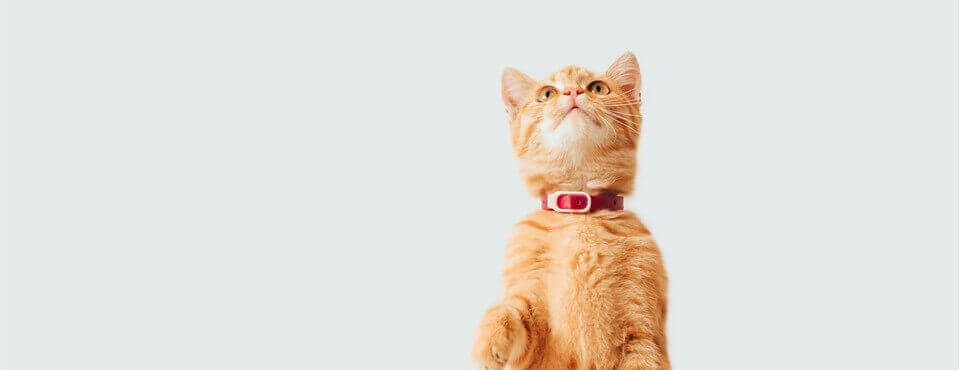 Orange kitten wearing a red collar, sitting and looking up against a light blue background.