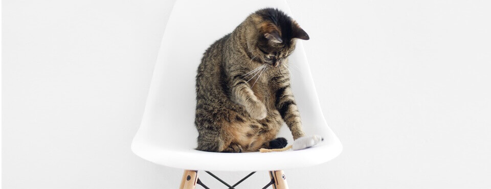 Tabby cat sitting on a white modern chair against a plain white background, looking down.