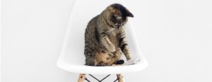 Tabby cat sitting on a white modern chair against a plain white background, looking down.