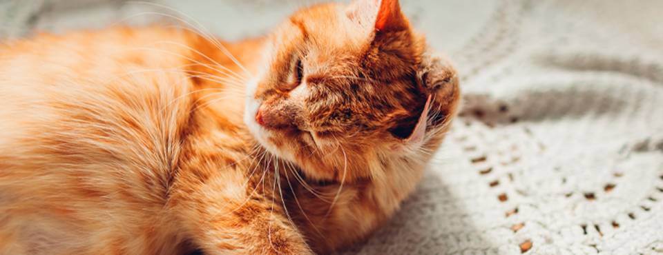 Orange tabby cat lying on a crocheted blanket, with eyes closed and a relaxed expression.