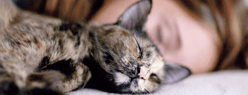 Tortoiseshell cat sleeping peacefully on a bed with a person in the background.