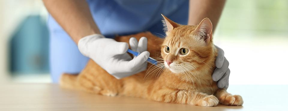A veterinarian wearing gloves vaccinates an orange tabby cat on a table.