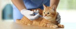A veterinarian wearing gloves vaccinates an orange tabby cat on a table.