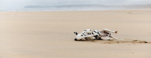 Dalmatian lying on its back on a sandy beach with the ocean and a cloudy sky in the background.