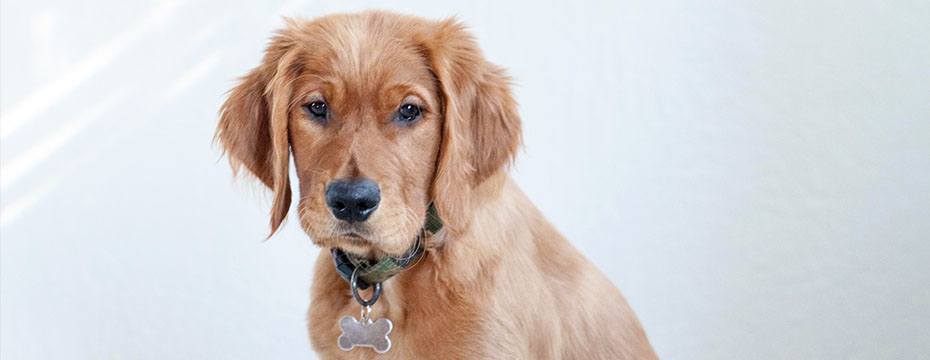 Golden retriever puppy with a bone-shaped tag on its collar, sitting against a light background.