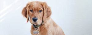 Golden retriever puppy with a bone-shaped tag on its collar, sitting against a light background.