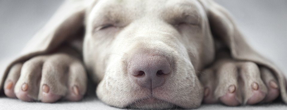 Puppy peacefully sleeping with its head resting between its outstretched paws, eyes closed on a soft surface.