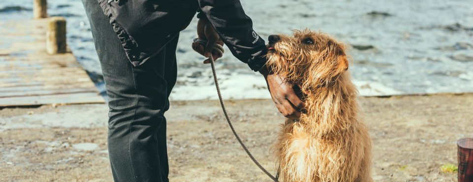 Person in black pants holding a leash next to a scruffy brown dog by a lake.