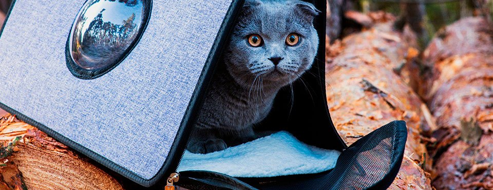 Gray cat peeking out of a backpack with a window, surrounded by stacked logs in an outdoor setting.
