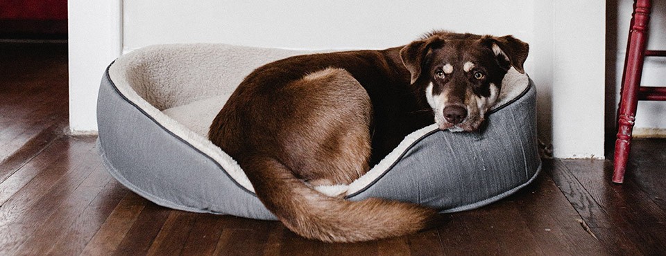 Brown dog lying in a gray pet bed on a wooden floor, looking directly at the camera.