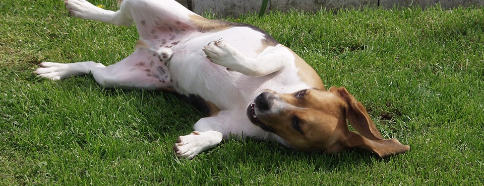 Dog lying on grass, belly up, with ears flopped to the side and playful expression.