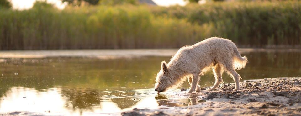 A fluffy dog drinking from a calm pond at sunset, surrounded by grass and trees, with soft light reflecting on the water.