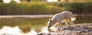 A fluffy dog drinking from a calm pond at sunset, surrounded by grass and trees, with soft light reflecting on the water.