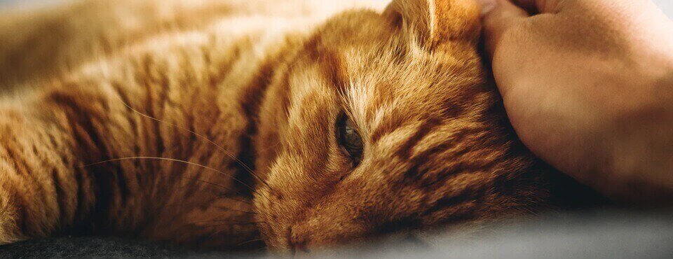 A relaxed ginger cat being gently petted on the head, lying down with half-closed eyes.