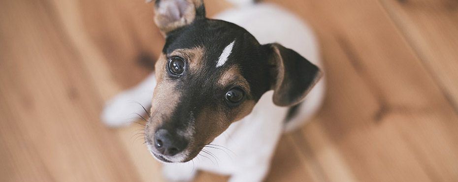 Jack Russell Terrier with a curious expression looks up, sitting on wooden floor.