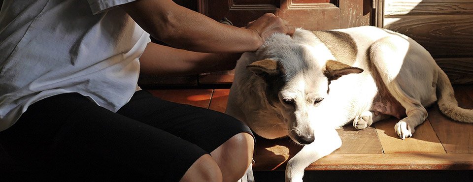 Person petting a relaxed dog lying on a wooden floor in sunlight near a wooden door.