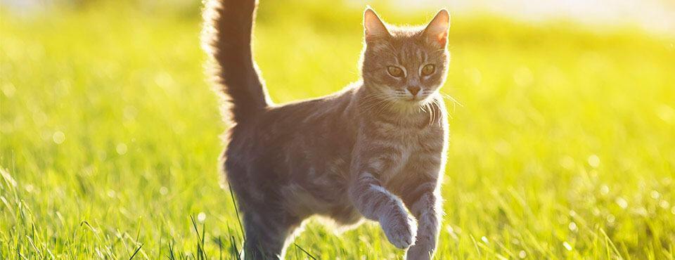 Cat walking through sunlit grass, tail raised, with a blurred green background.