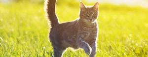 Cat walking through sunlit grass, tail raised, with a blurred green background.