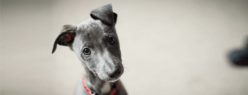Grey puppy with floppy ears and a red collar, tilting its head slightly on a blurred light background.