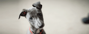 Grey puppy with floppy ears and a red collar, tilting its head slightly on a blurred light background.