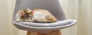 A fluffy cat with mixed fur colors resting on a soft, light gray chair with wooden legs in a softly lit room.