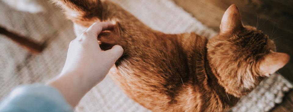 A hand petting a ginger cat on a textured beige rug, with wooden floor partially visible.