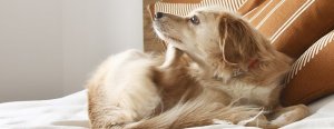 Golden retriever scratching itself on a bed with brown and white striped pillows in the background.