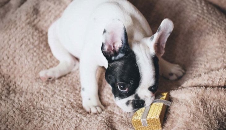 French bulldog puppy sitting on a soft blanket, playing with a small glittery gold gift box.