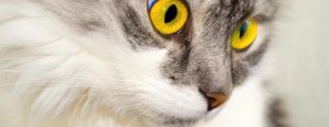 Close-up of a fluffy cat with vibrant yellow eyes, showing detailed fur texture and an attentive expression.