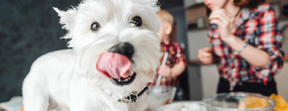 White dog licking its nose in the foreground, with people in plaid shirts blurry in the background.