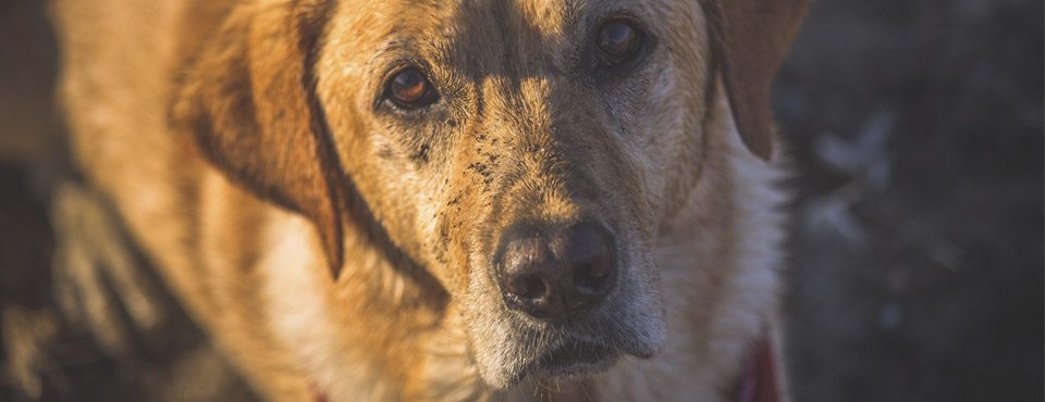 A close-up of a golden retriever with a sandy nose and soulful eyes, looking up with a blurred background.