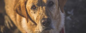 A close-up of a golden retriever with a sandy nose and soulful eyes, looking up with a blurred background.