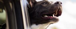 Black and white dog joyfully sticking its head out of a car window with open mouth and visible teeth.