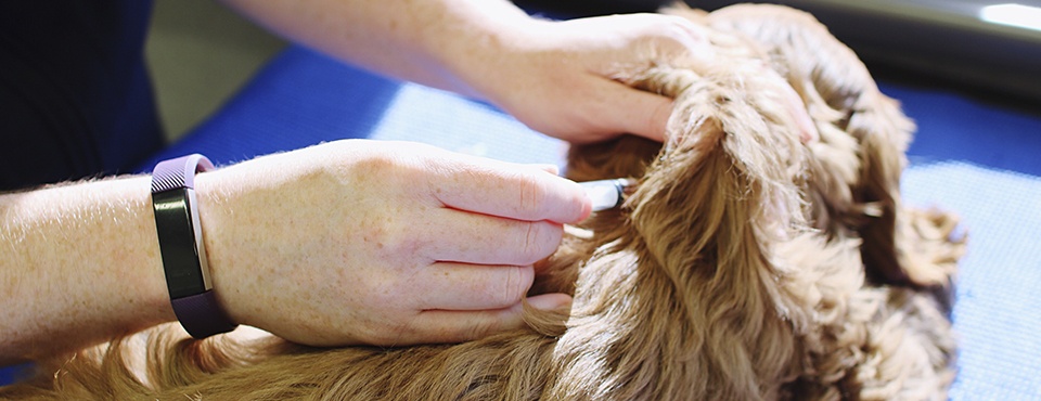 Person administering an injection to a dog on a blue surface, with the person's hand wearing a black fitness tracker.