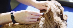Person administering an injection to a dog on a blue surface, with the person's hand wearing a black fitness tracker.