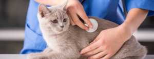 A veterinarian in blue scrubs uses a stethoscope to examine a gray cat lying on a table.