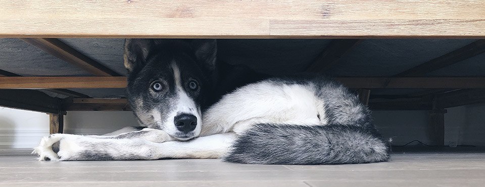 A husky with striking blue eyes lies curled up under a wooden bed, looking directly at the camera.