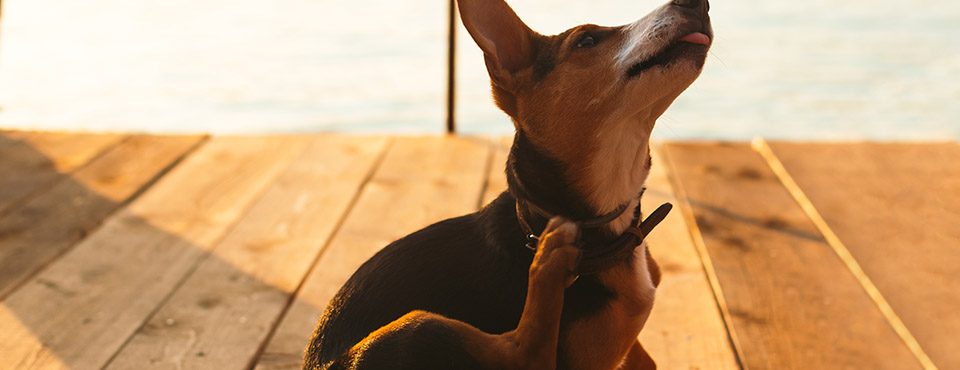 A dog scratching its neck while sitting on a wooden dock during sunset, with a serene water backdrop.